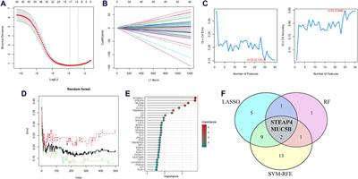 Revealing the regulation of allergic asthma airway epithelial cell inflammation by STEAP4 targeting MIF through machine learning algorithms and single-cell sequencing analysis